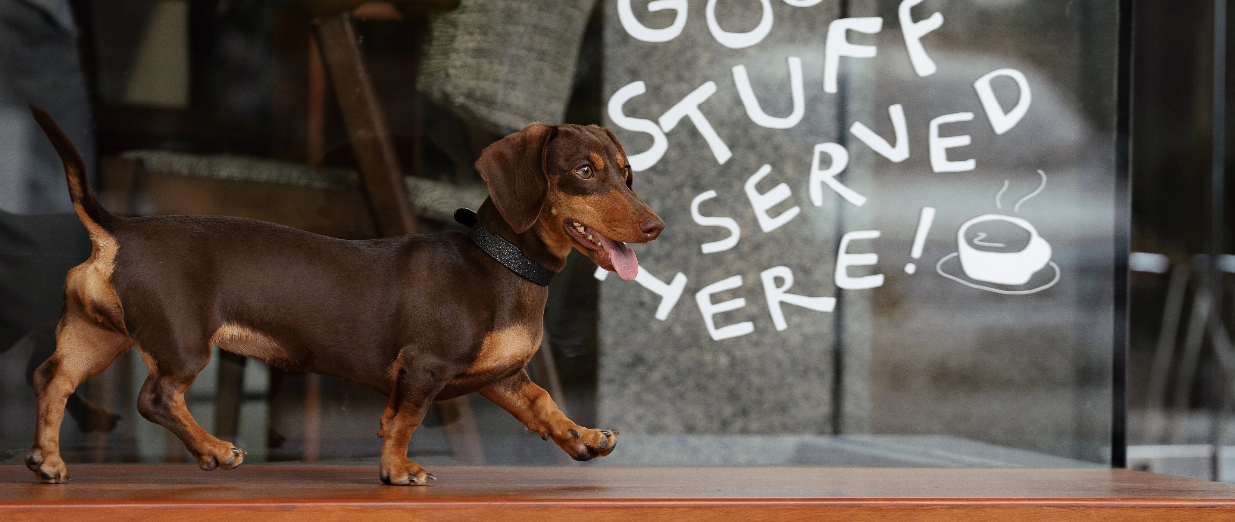 Thin Dog Collars
