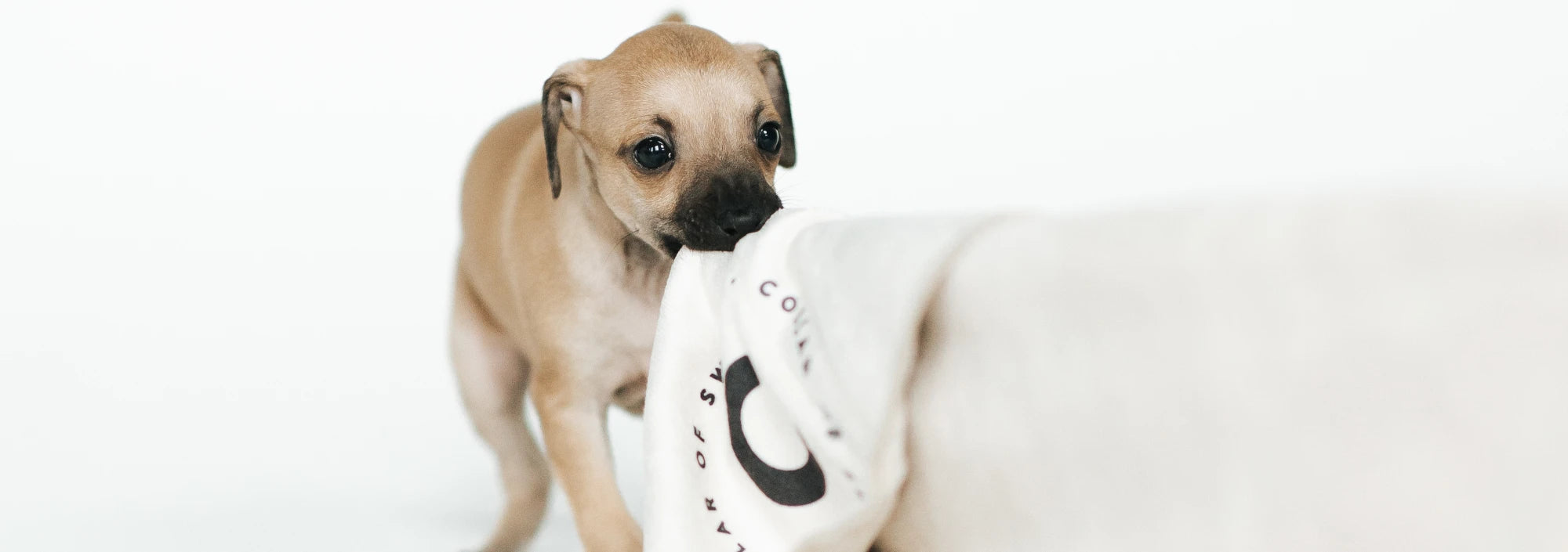 Pawsome Accessories