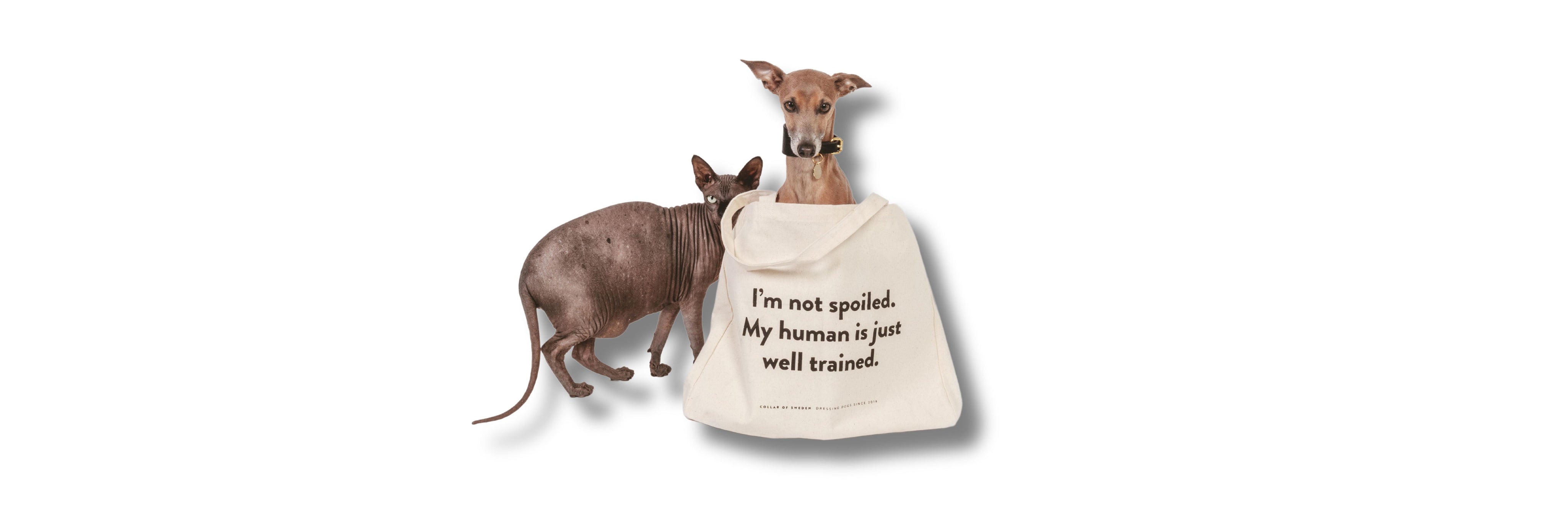 Cat Owner Accessories