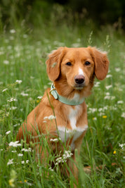 Collier pour chien mince à la menthe 