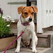 Laisse pour chien prune
