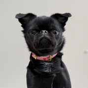 Collier de chien Love fin