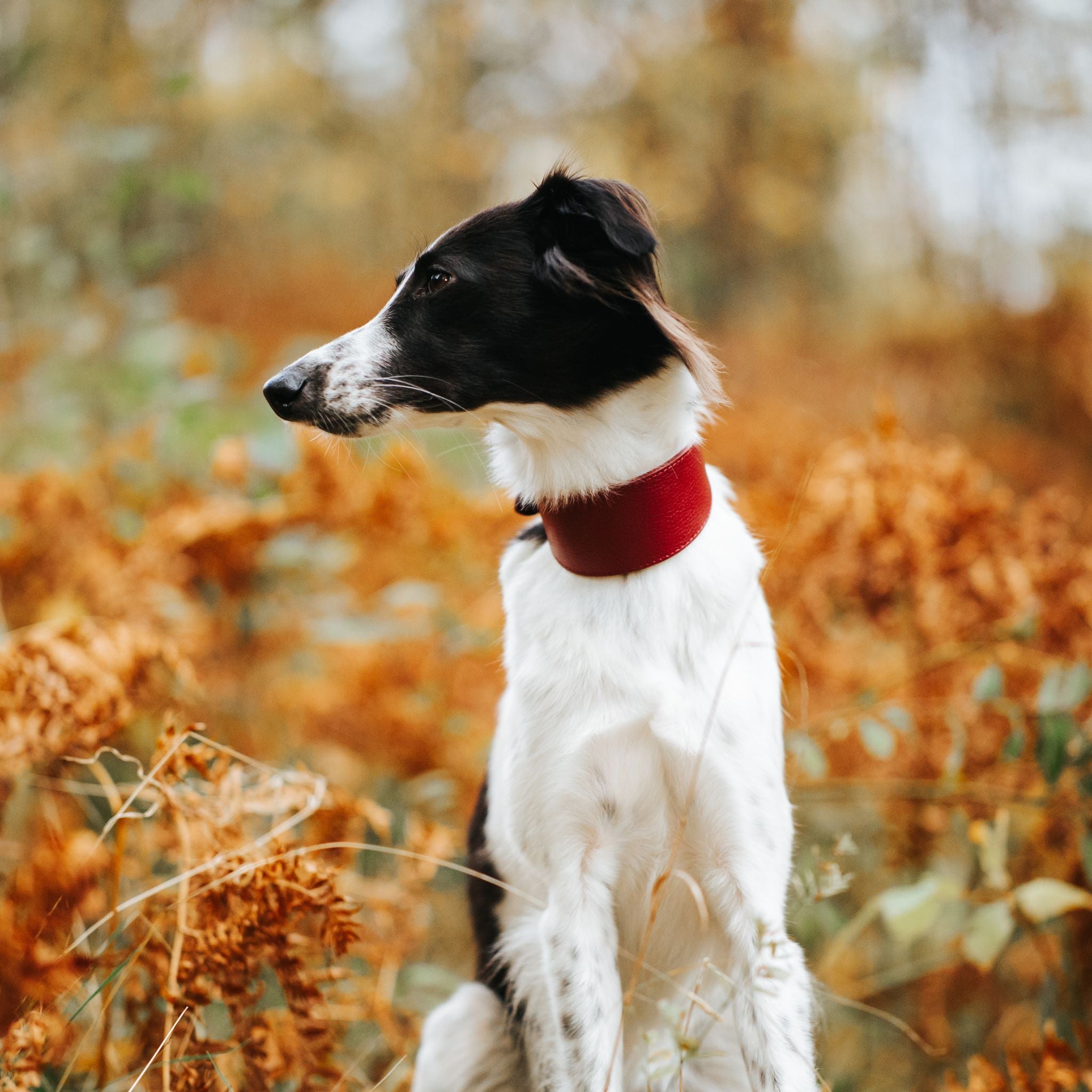 Collier de chien bordeaux large