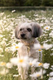 Collier de chien beige fin 
