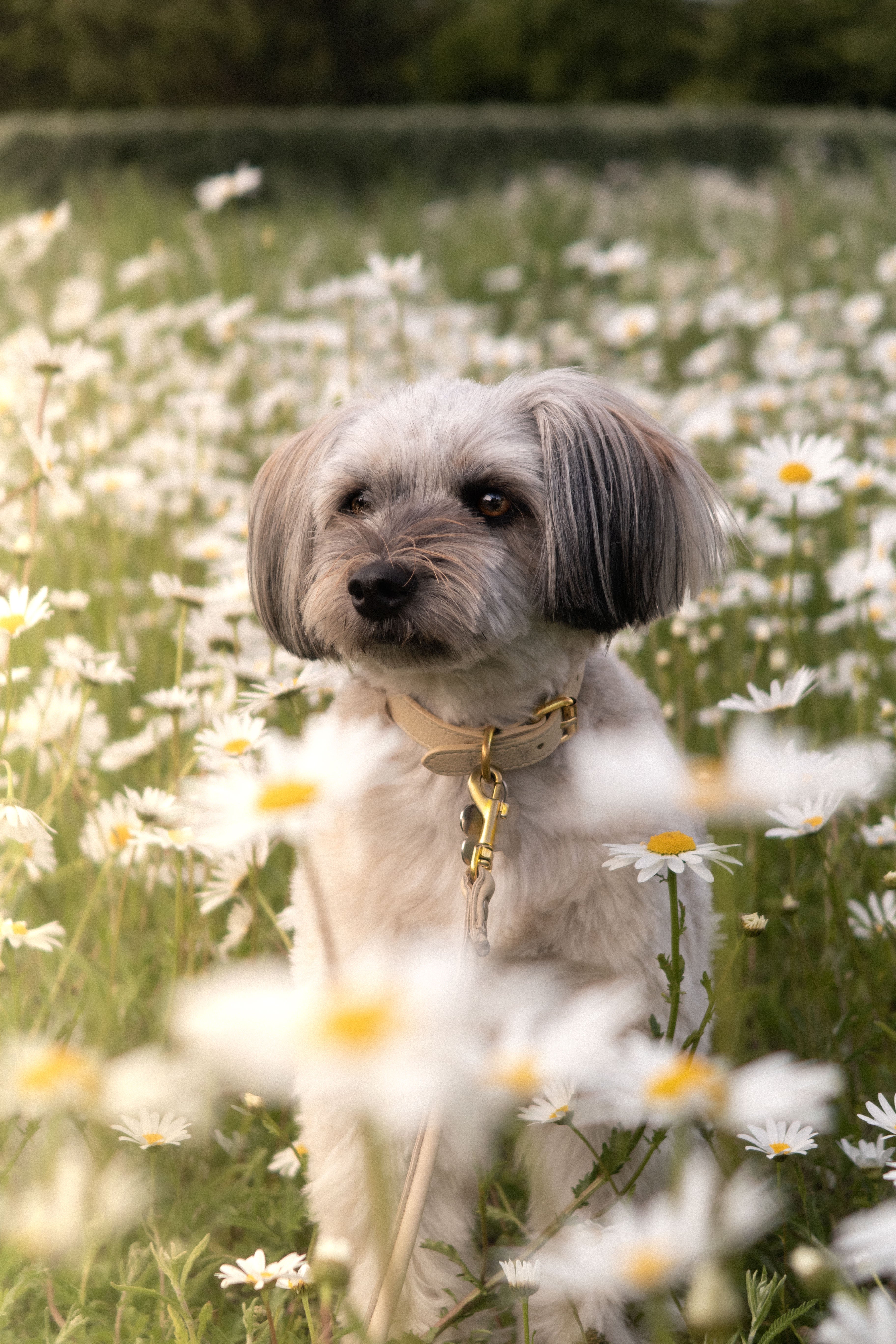Collier de chien beige fin 
