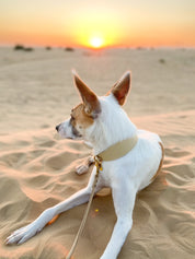 Laisse pour chien beige
