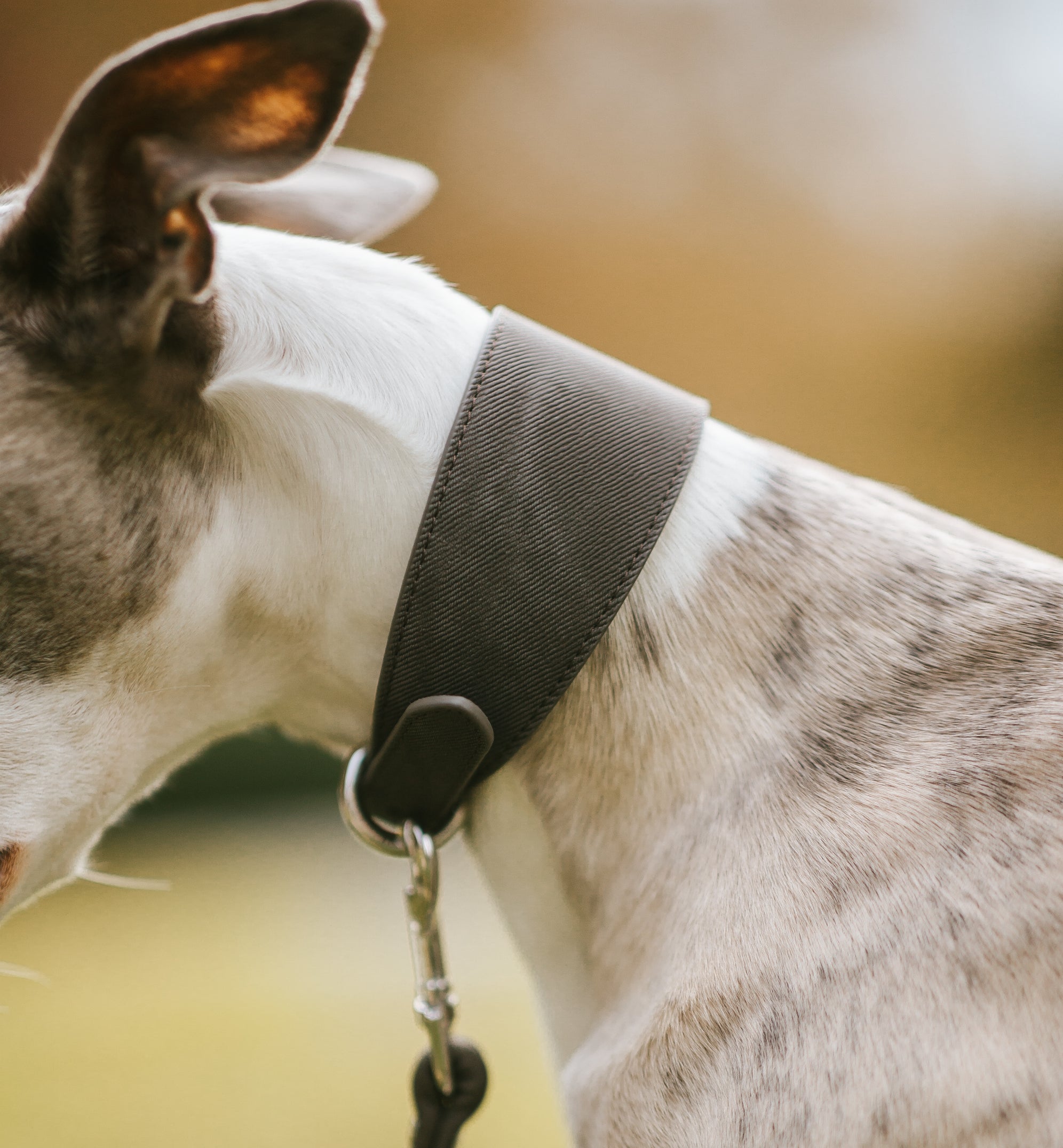 Collier pour chien en denim noir large