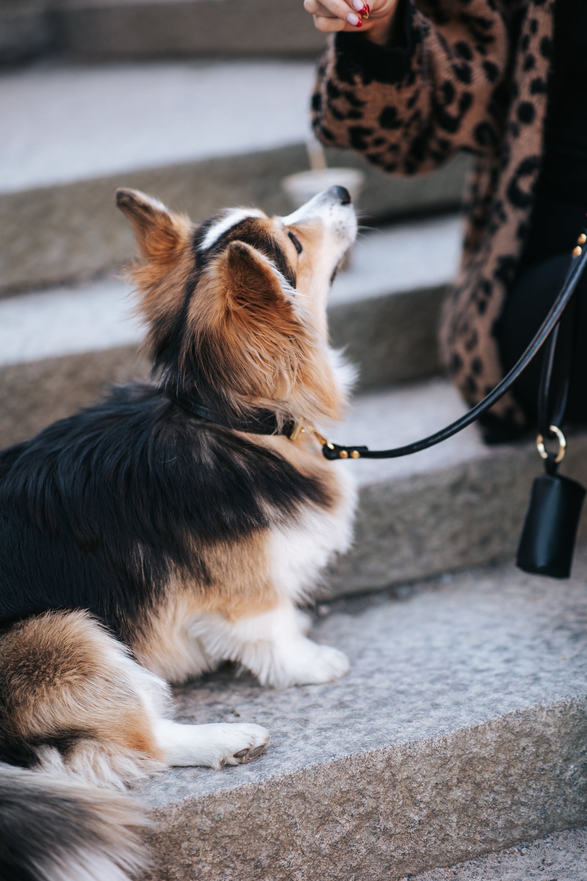 Laisse pour chien noir