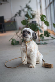 Laisse de chien en bronze réfléchissant

