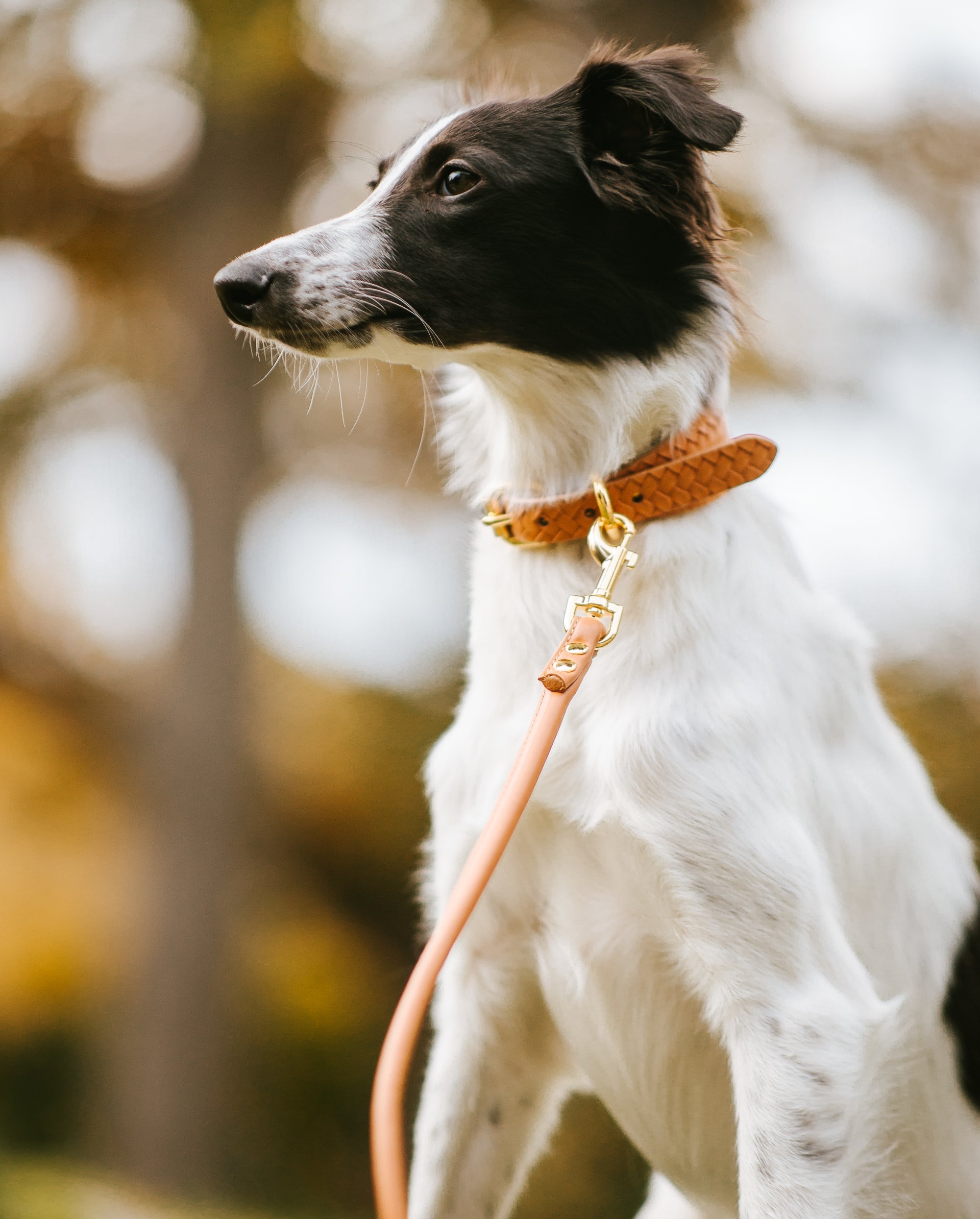 Laisse pour chien marron