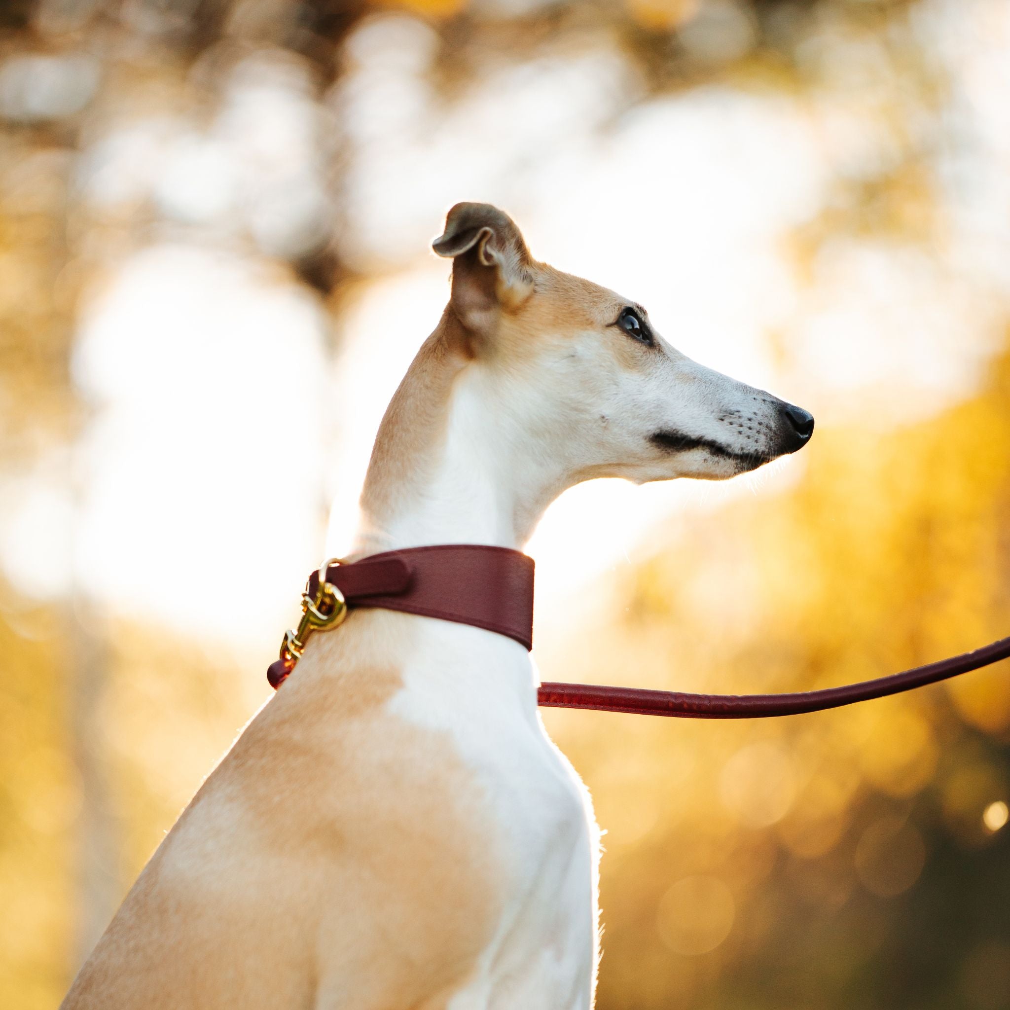 Collier de chien bordeaux large