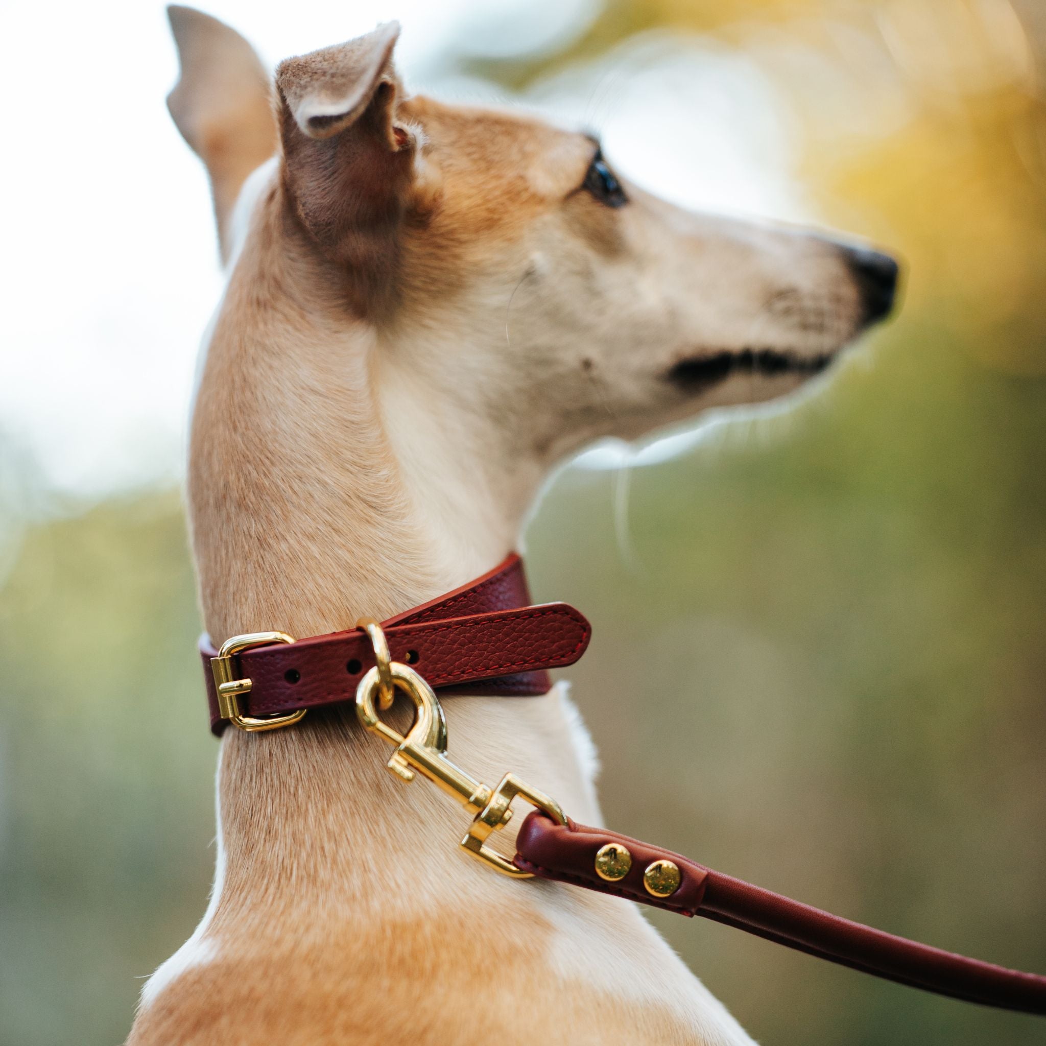 Collier de chien bordeaux large