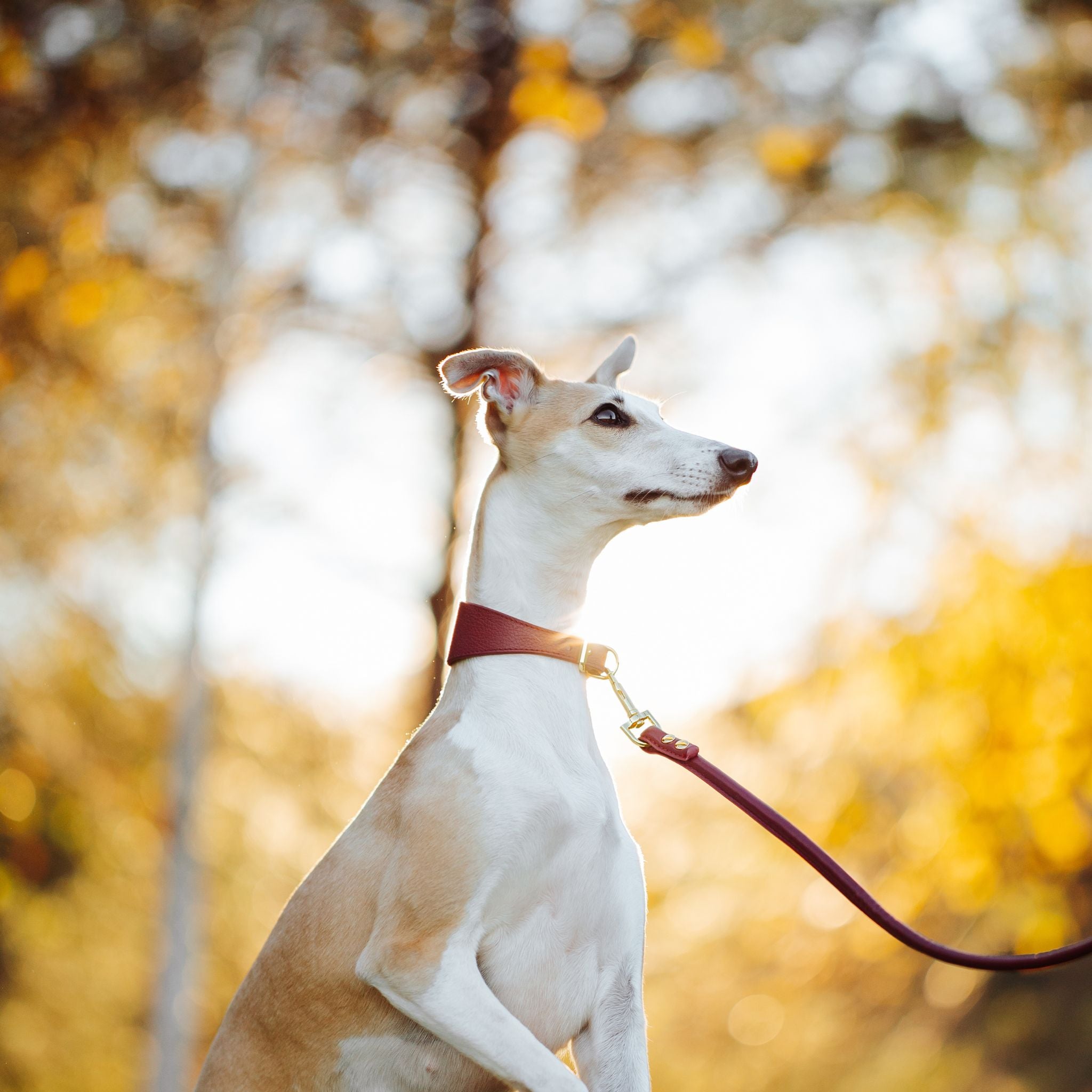 Laisse pour chien bourgogne