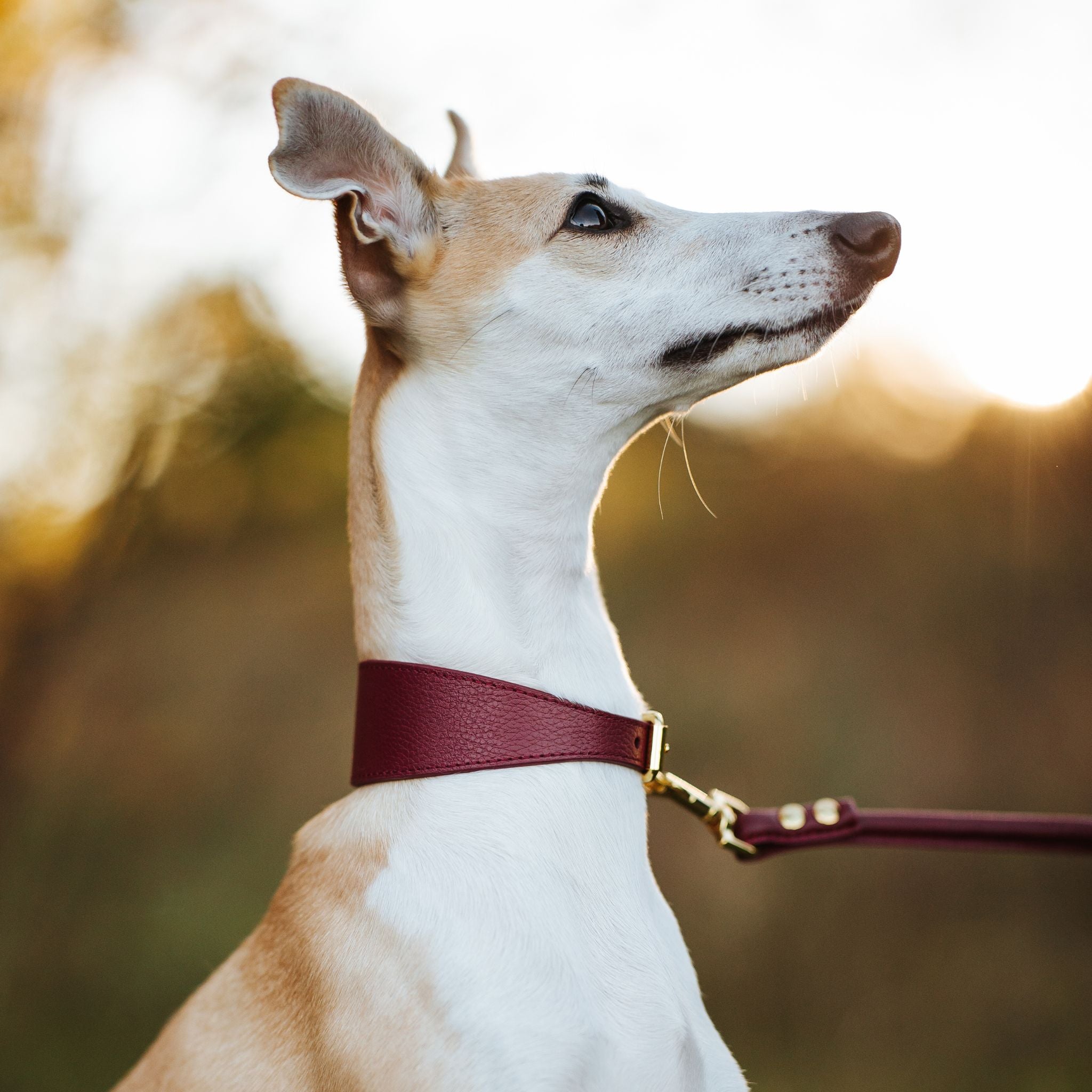 Collier de chien bordeaux large