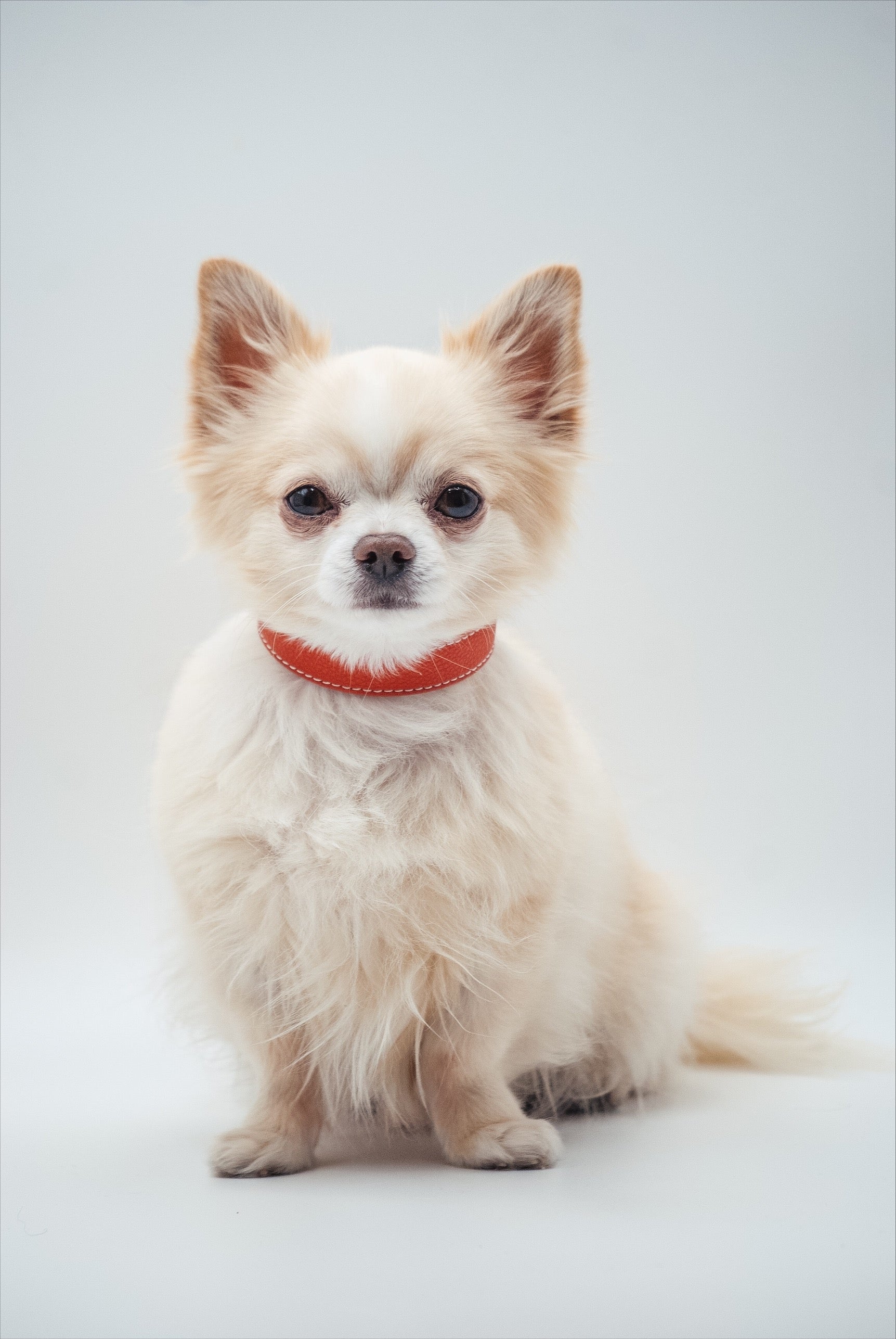 Collier pour chien Cognac fin