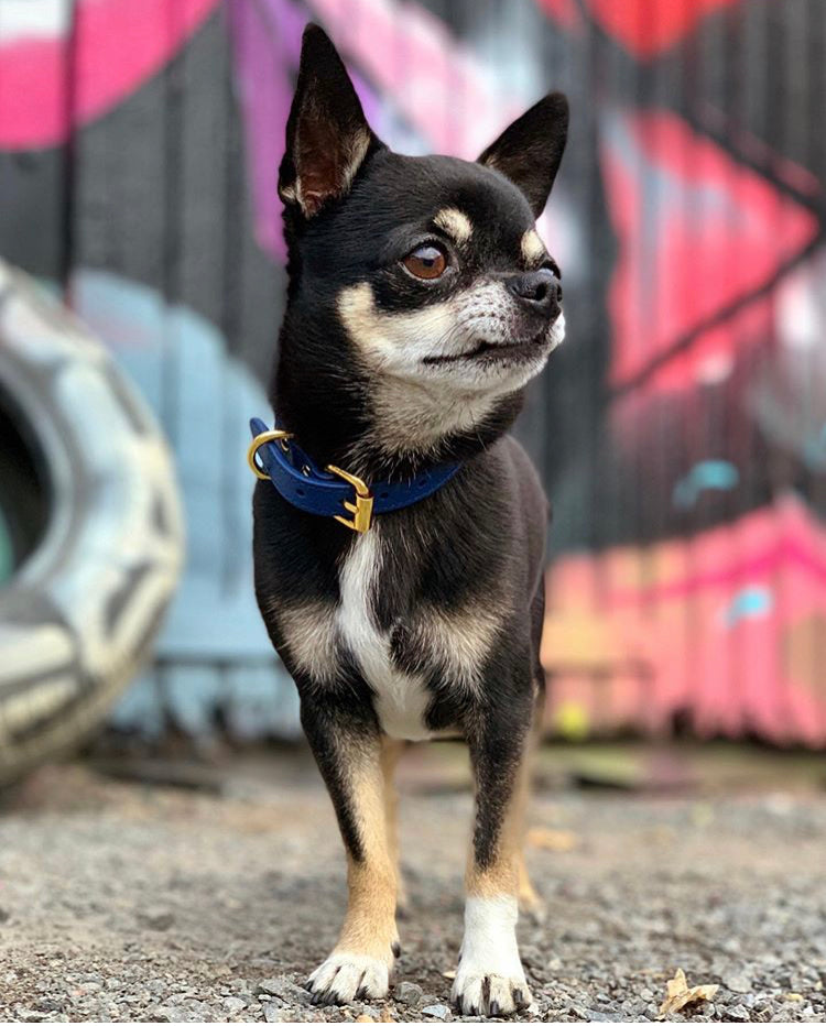 Collier de chien bleu foncé mince