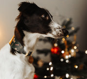 Collier de Noël pour chien large