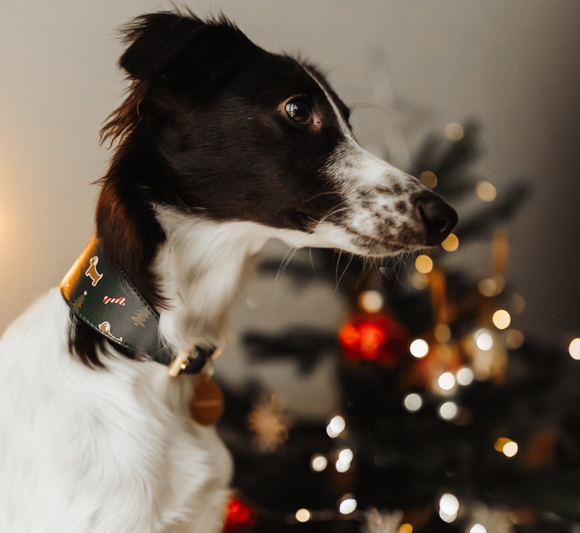 Collier de Noël pour chien large