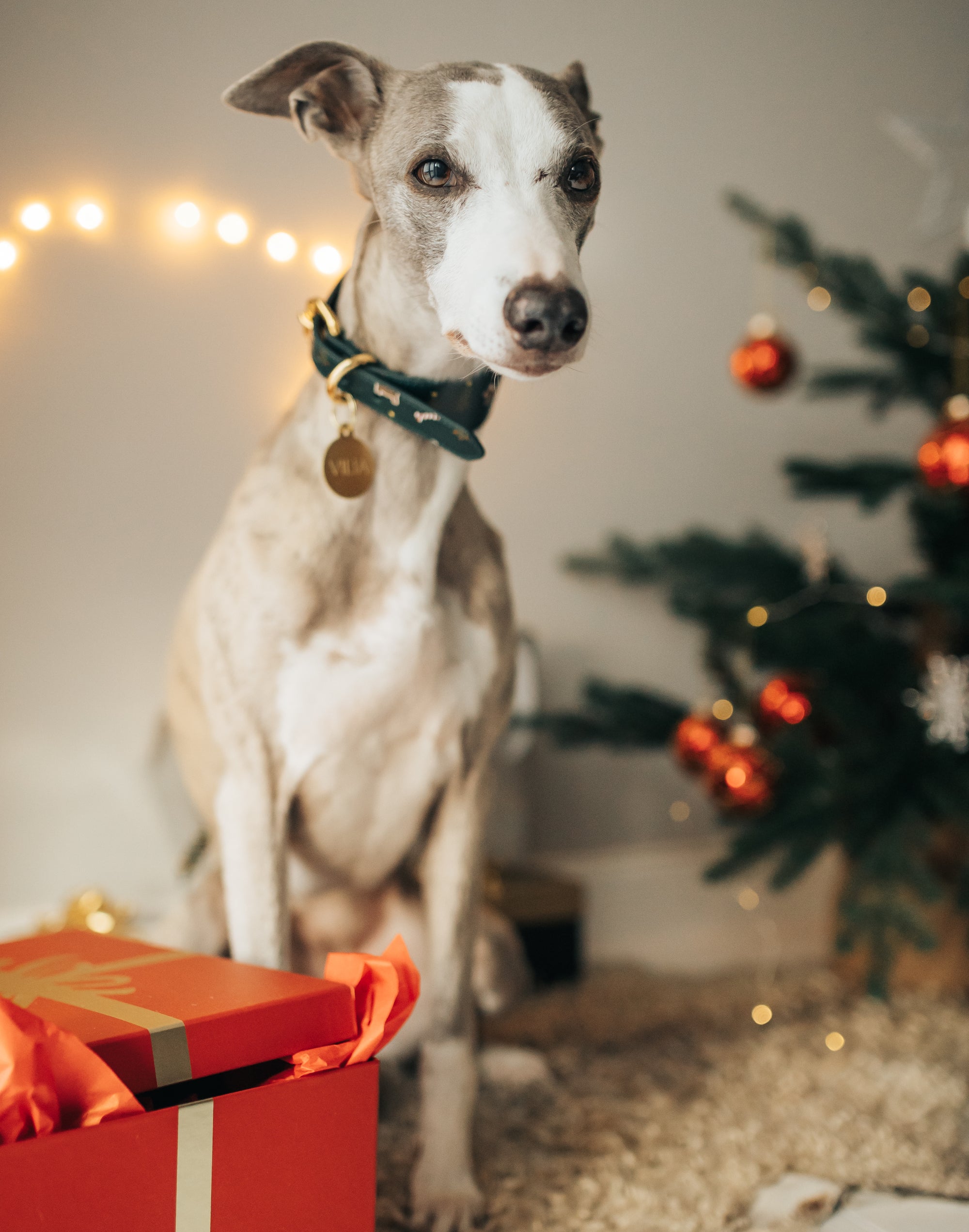 Collier de Noël pour chien large
