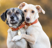 Collier pour chien large Cognac