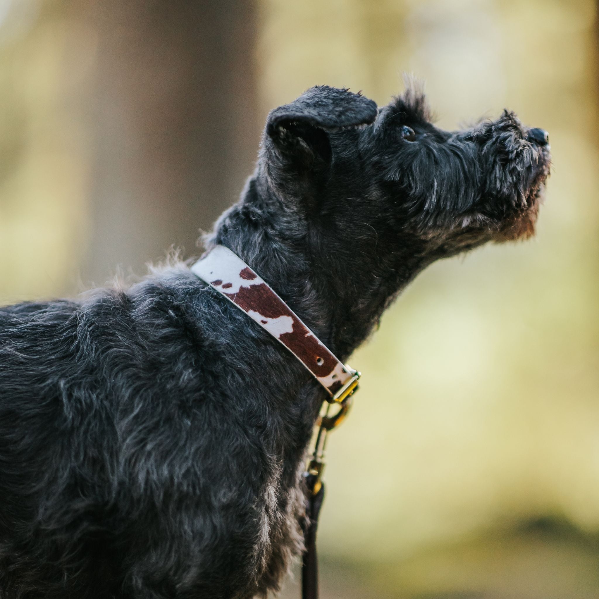 Collier de chien en cuir fin