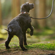 Collier de chien en cuir fin