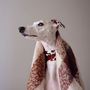 Collier de chien en cuir large