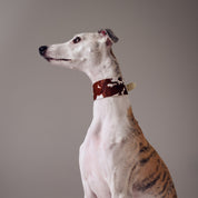 Collier de chien en cuir large