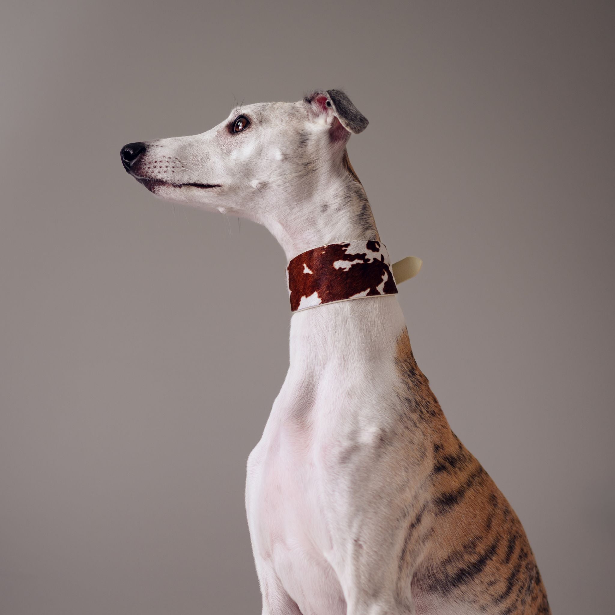 Collier de chien en cuir large