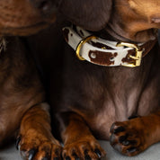 Collier de chien en cuir fin