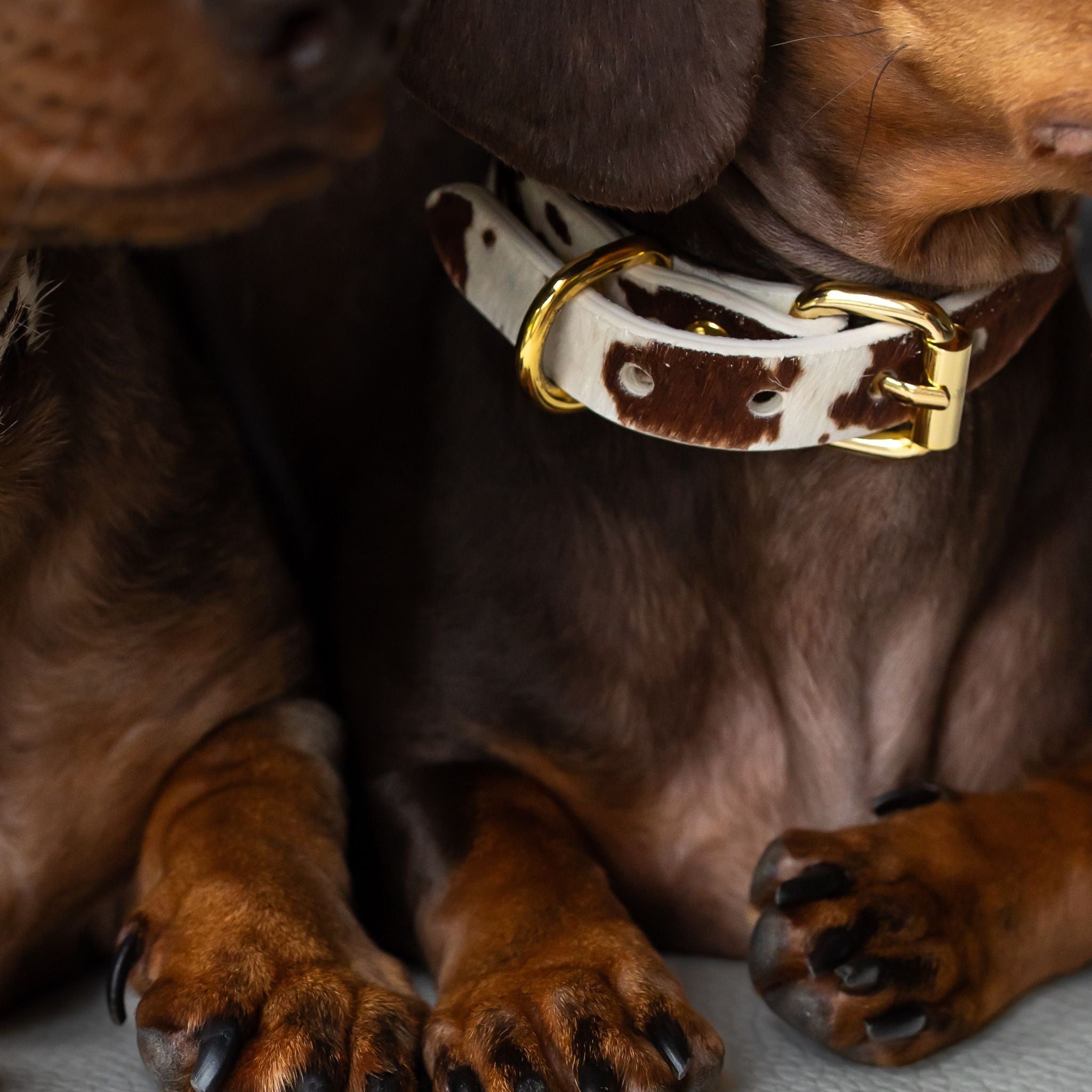 Collier de chien en cuir fin