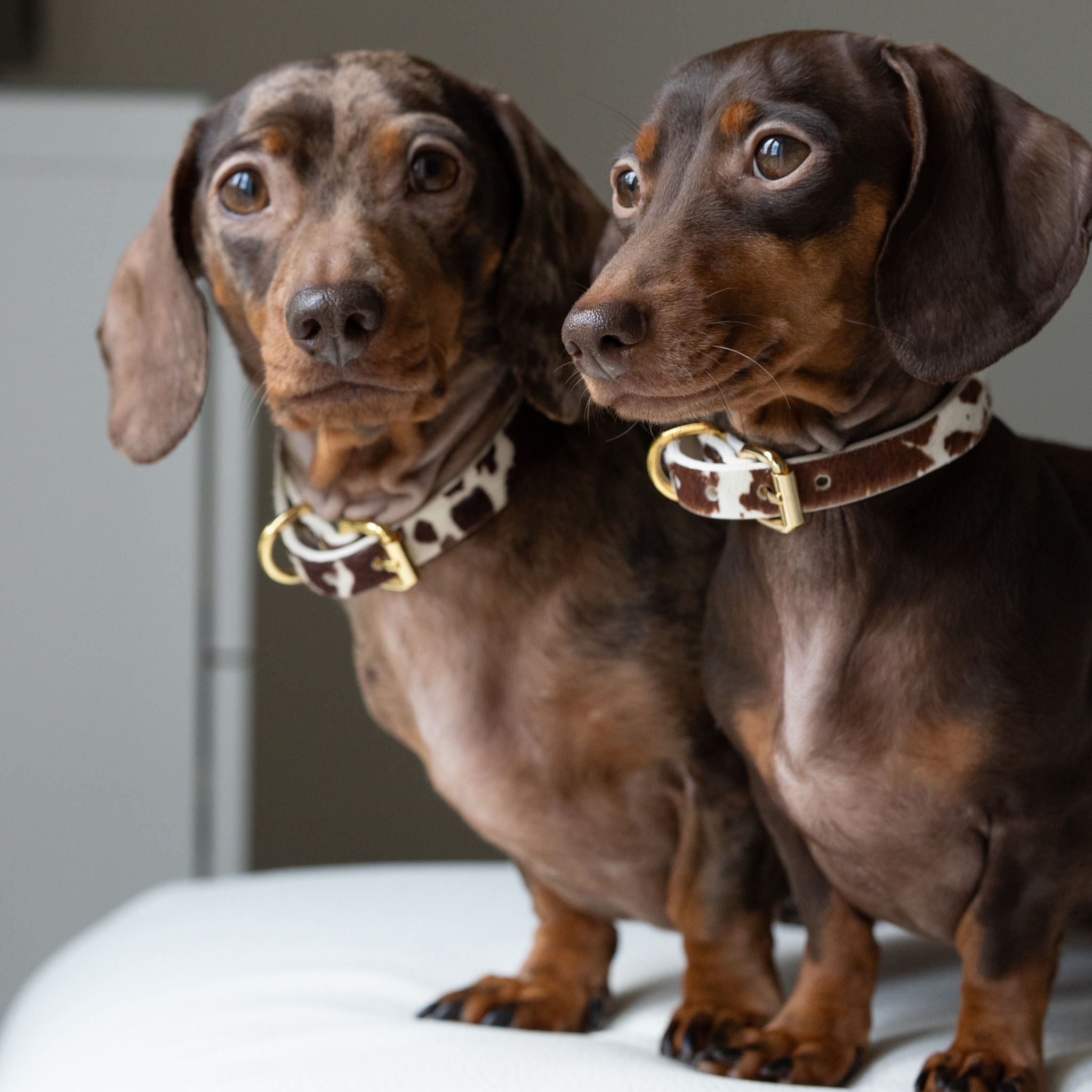 Collier de chien en cuir fin