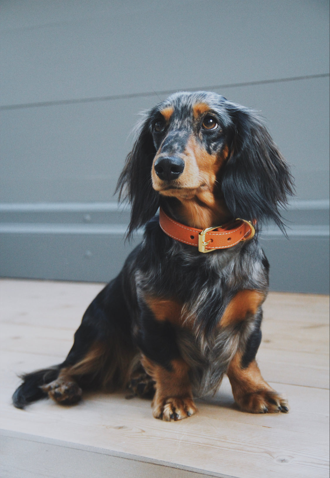 Collier pour chien Cognac fin