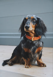 Collier pour chien Cognac fin