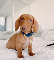 Collier de chien bleu foncé mince