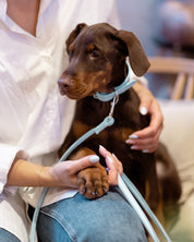 Collier de chien large Baby Blue Croco