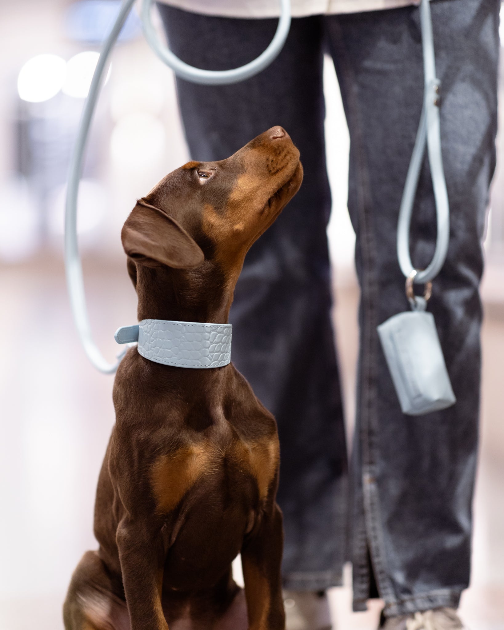 Porte-sac à crottes bleu clair pour chiens