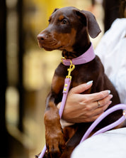 Collier pour chien large Violet Croco

