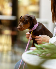 Laisse de chien violet