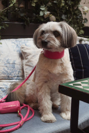 Collier pour chien rose vif large