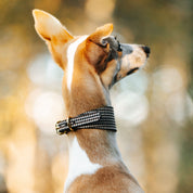 Collier pour chien à carreaux beige large

