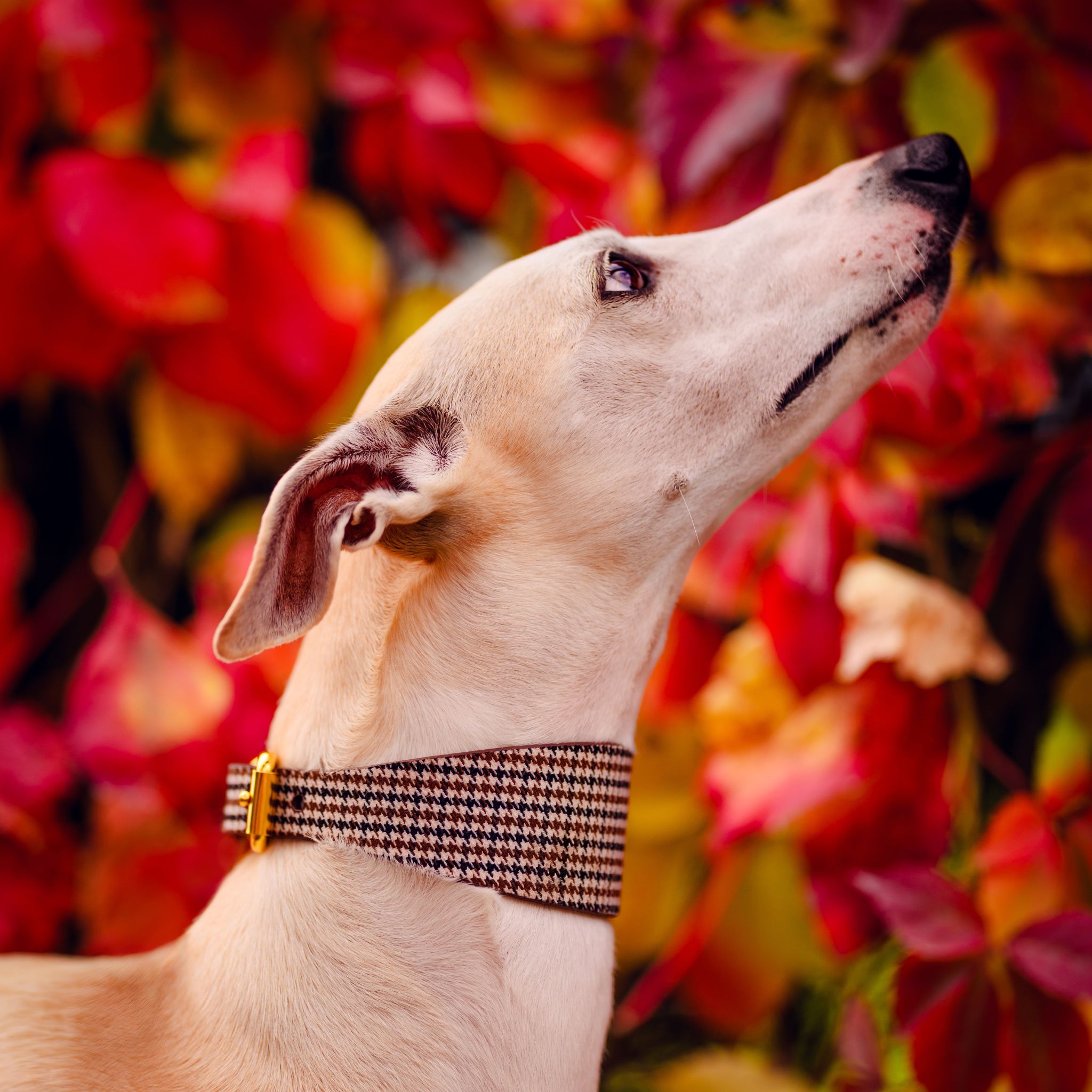 Collier pour chien à carreaux beige large

