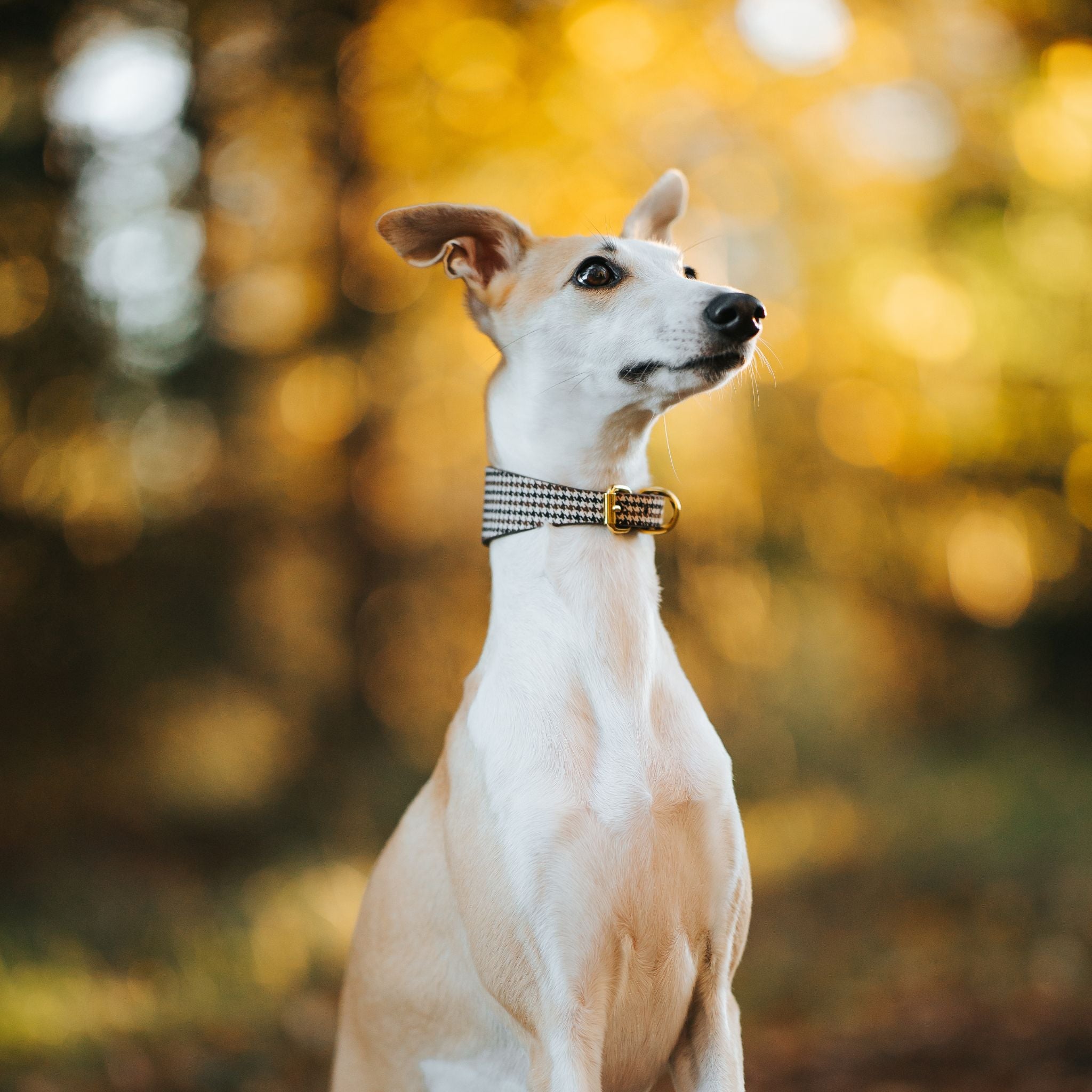 Collier pour chien à carreaux beige large

