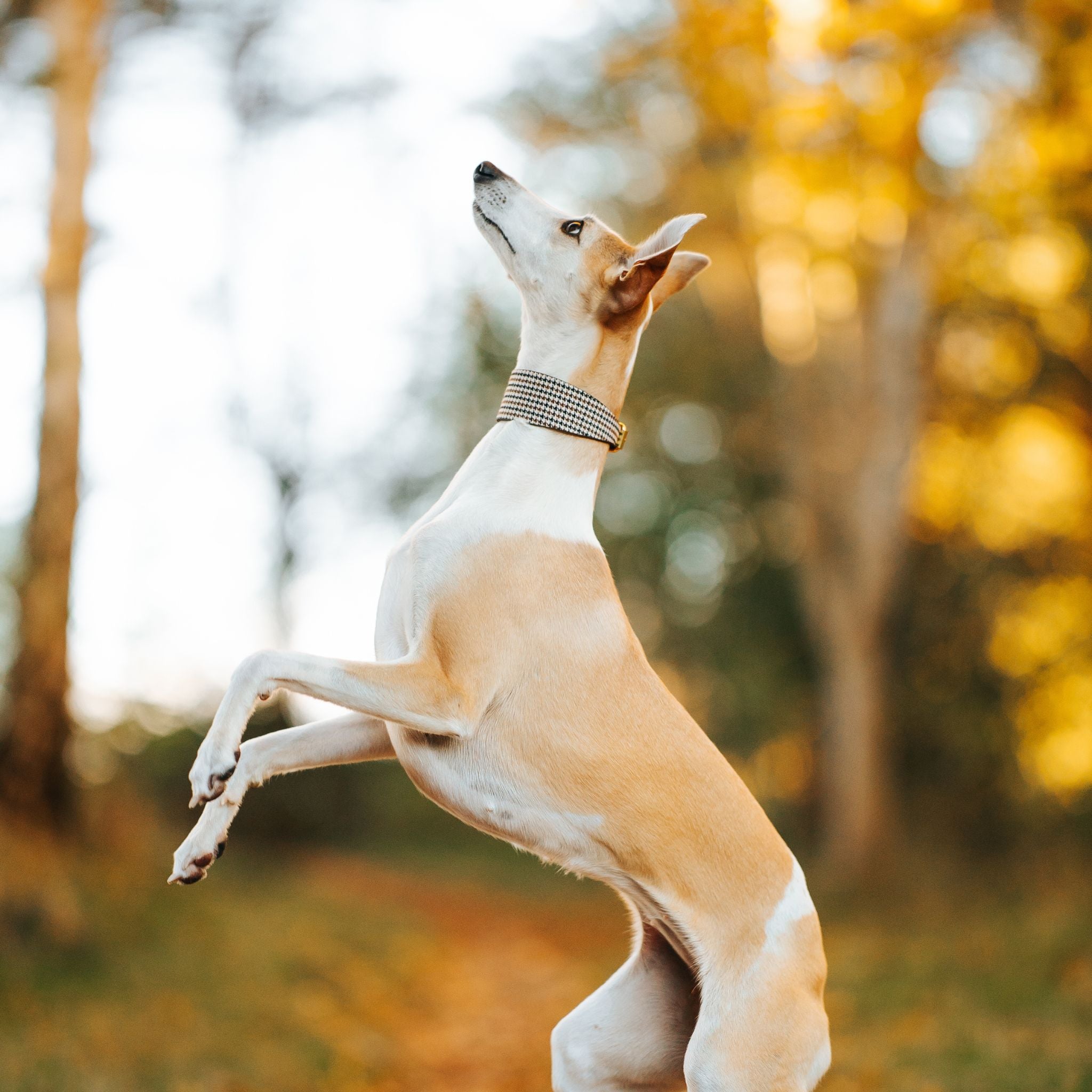Collier pour chien à carreaux beige large

