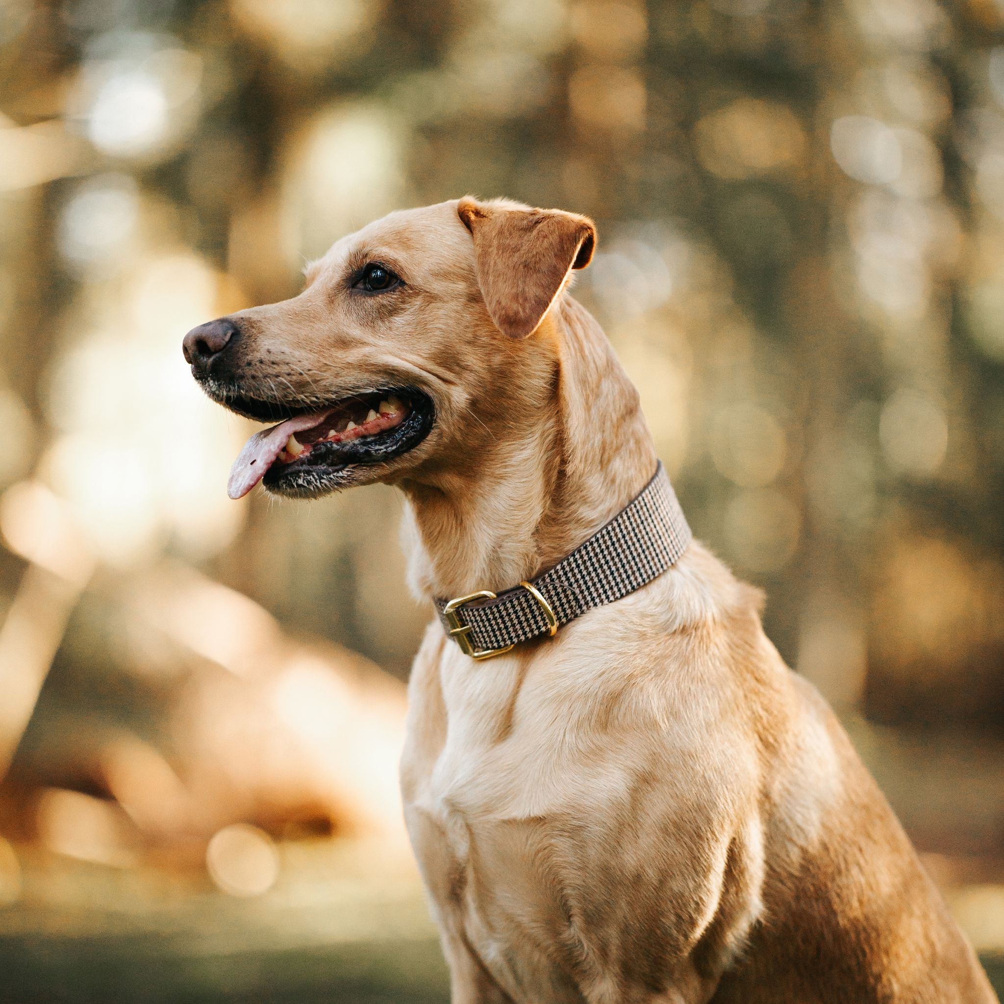 houndstooth-xl-wide-labrador-autumn-closeup.jpg