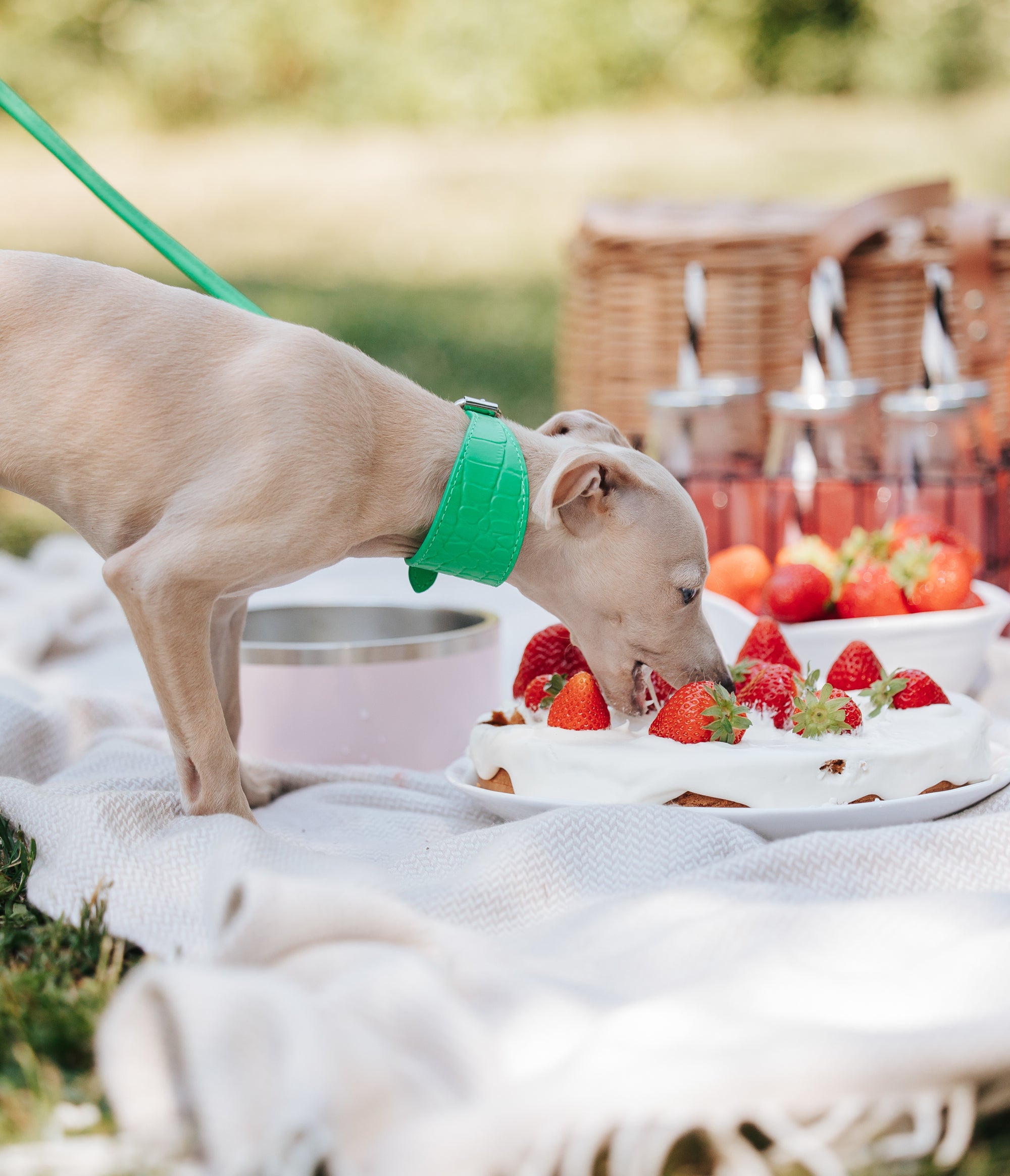 international-dog-day-2024-mobile.jpg