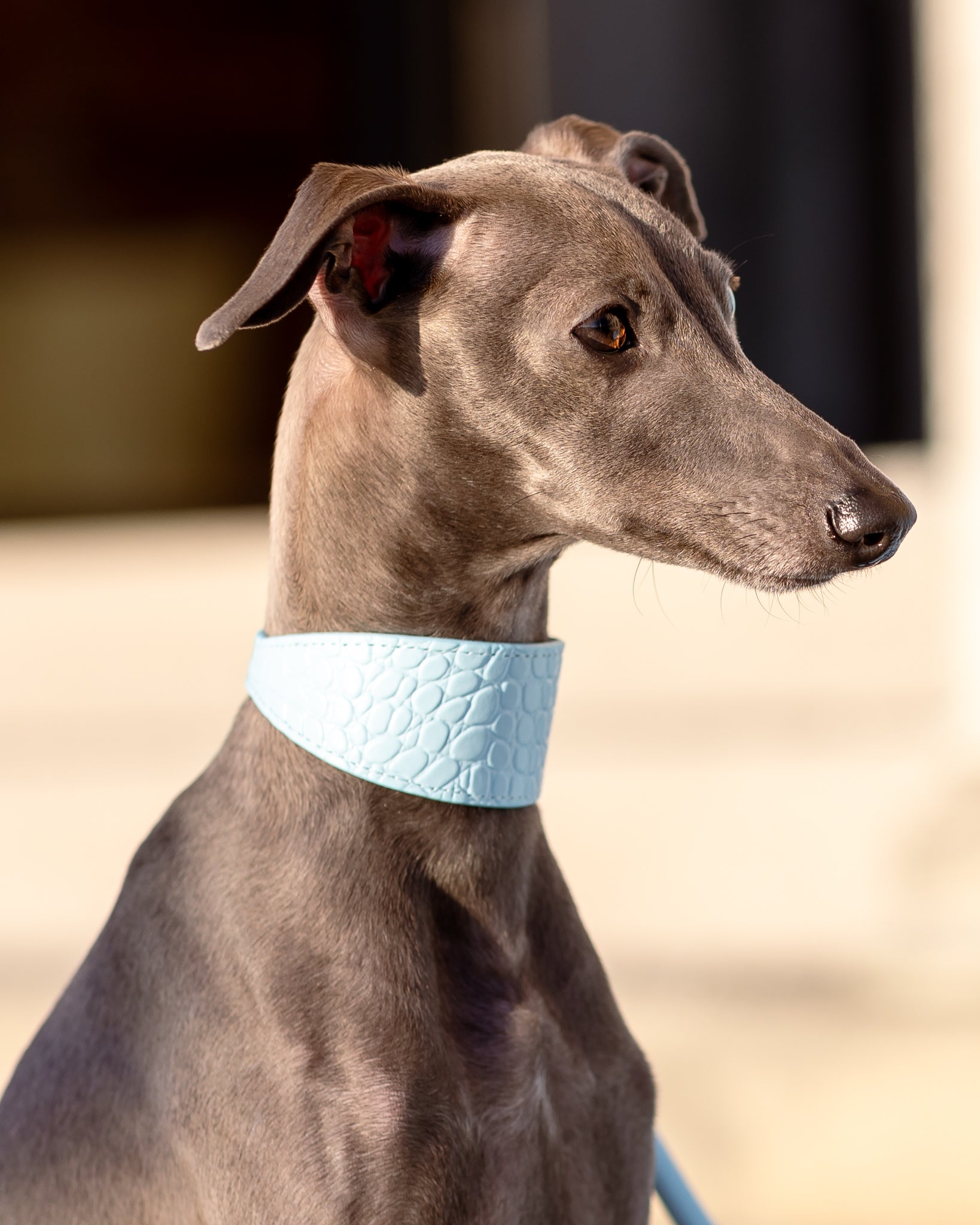 Collier de chien large Baby Blue Croco