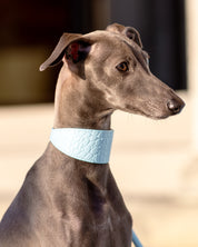 Collier de chien large Baby Blue Croco