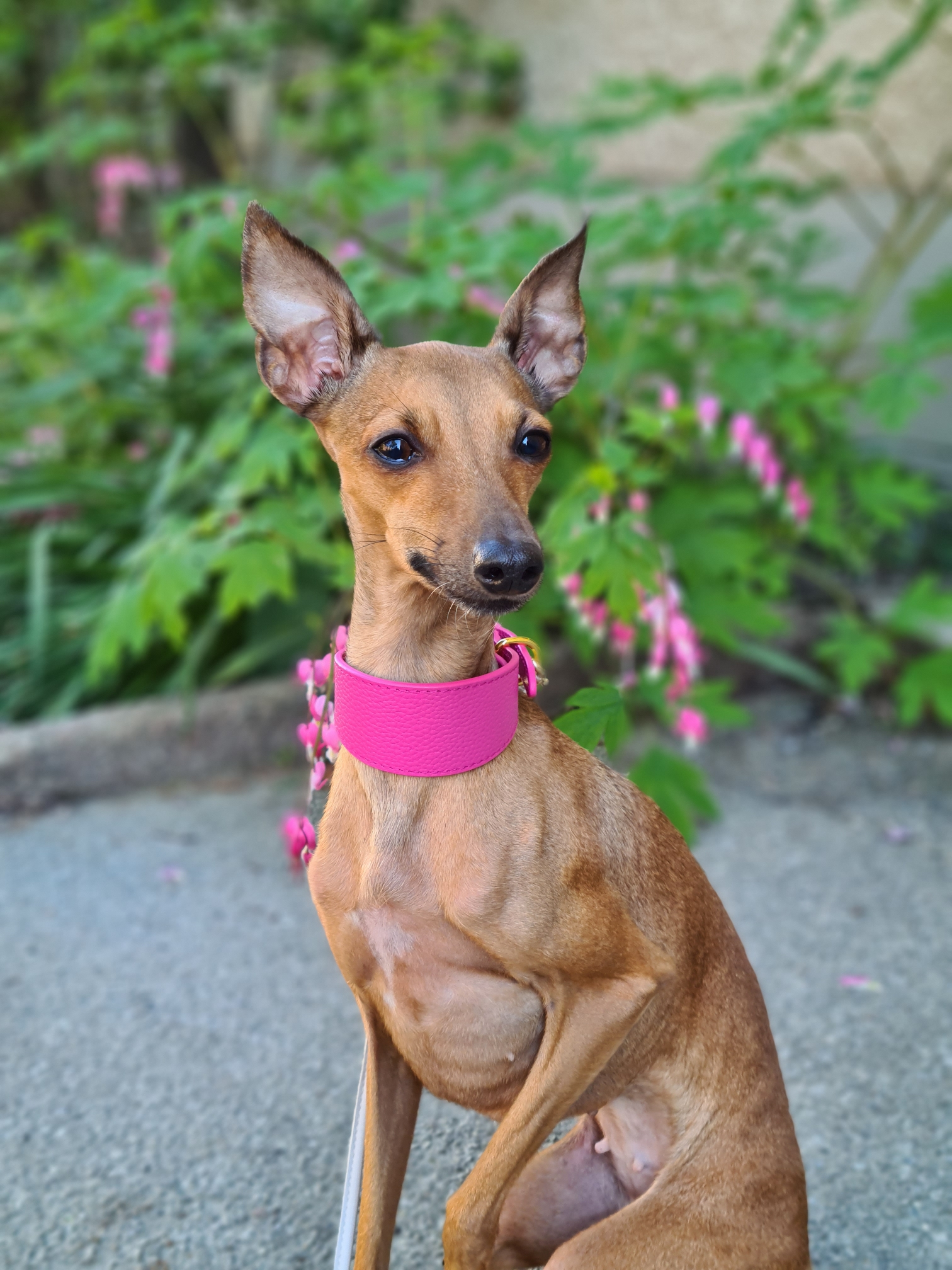 Collier pour chien rose vif large