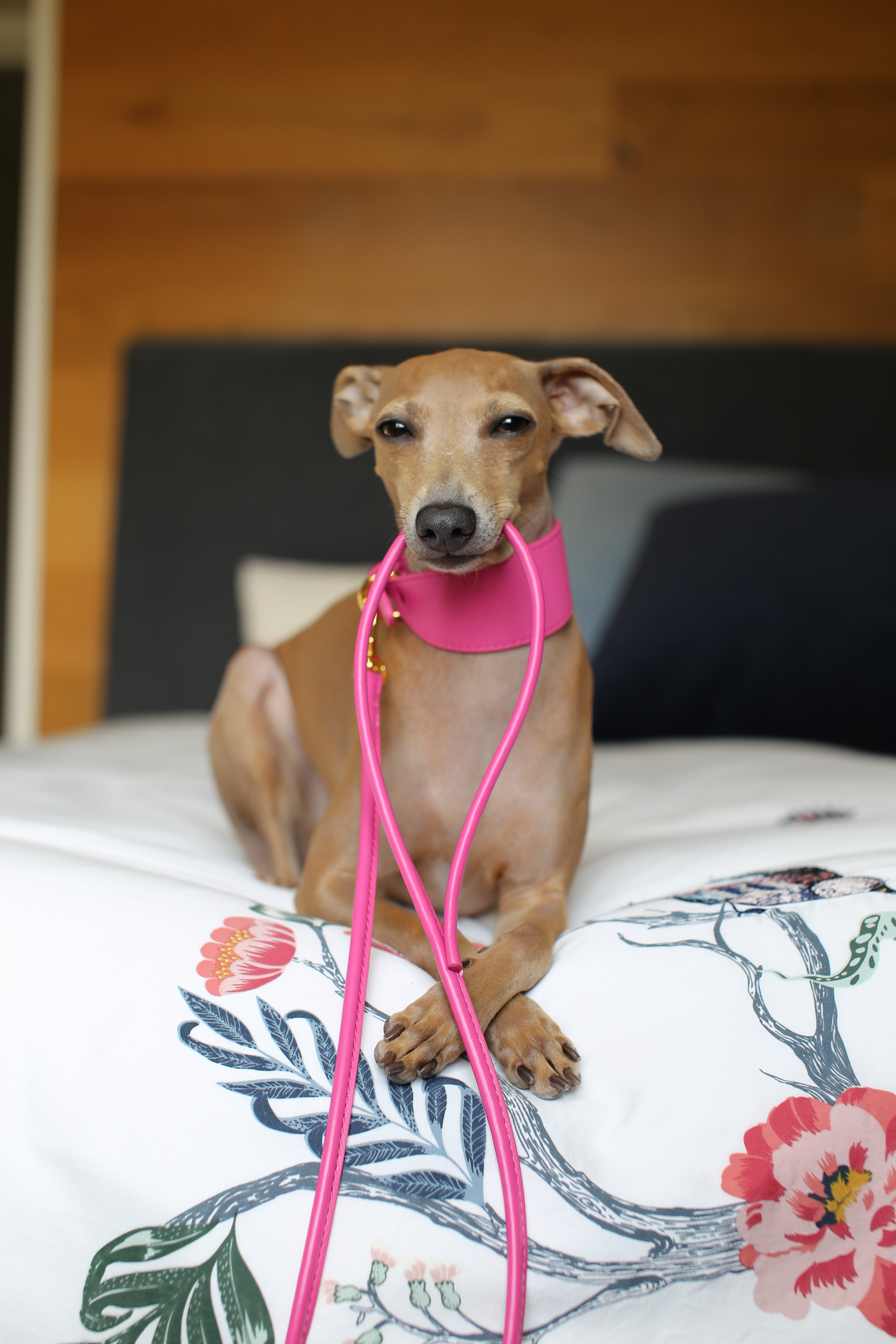 Laisse pour chien rose vif 